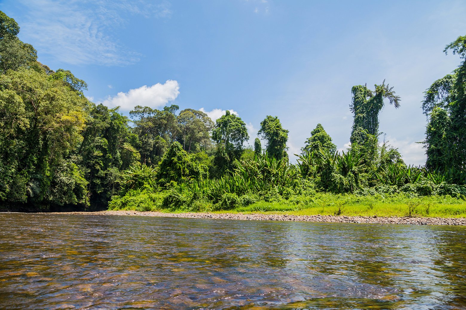 Temburong River, Virgin Rainforest, Ulu Temburong National Park, Brunei